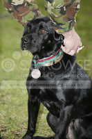 Treo DM  [ The Animals Victoria Cross ]