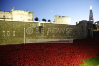 Poppies @ The Tower 2014