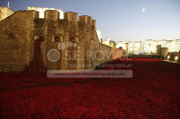 Poppies @ The Tower 2014