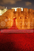 Poppies @ The Tower 2014