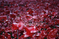 Poppies @ The Tower