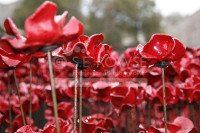 Poppies @ The Tower