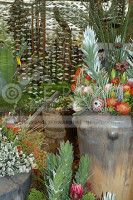 Chelsea 2006 South African Exhibit