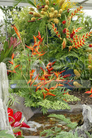 Chelsea 2006 Grenada Exhibt